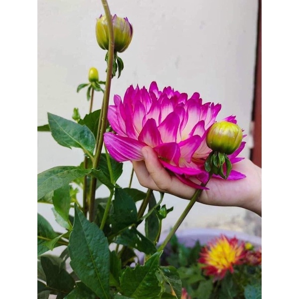 Củ Giống Hoa Thược Dược Cánh Sen(1 củ )
