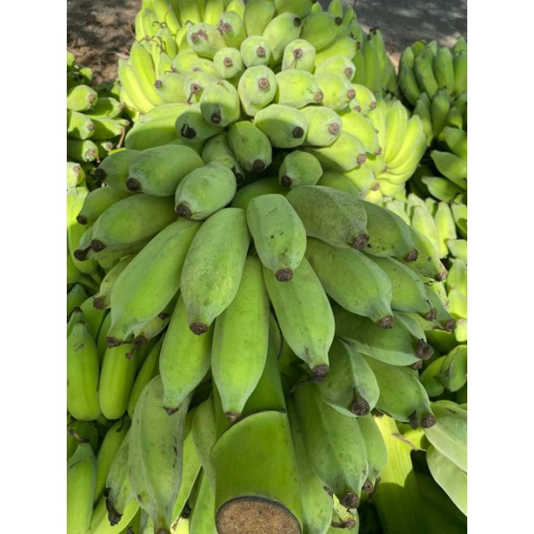 2kg chuối xiêm  nhà trồng