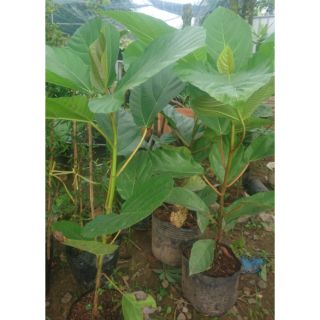 Cây vả giống Huế, vả mật