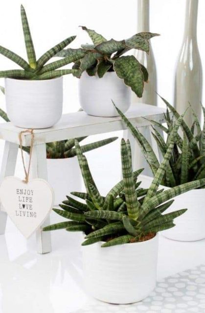🌵🍃 Ngà voi 🌵🍃