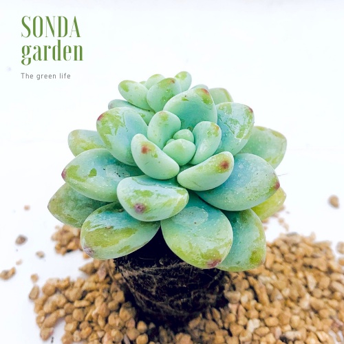 Sen đá sỏi thiên thanh SONDA GARDEN size mini 2.5-4cm, xuất xứ Đà Lạt, khoẻ đẹp, lỗi 1 đổi 1