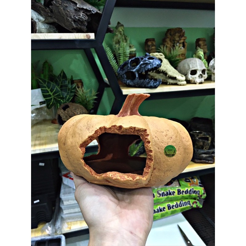 Hang óc chó - bí ngô trang trí hồ bò sát, hamster vv..