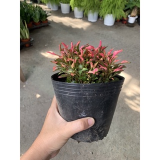 Cây Kỷ đỏ (dền đỏ)