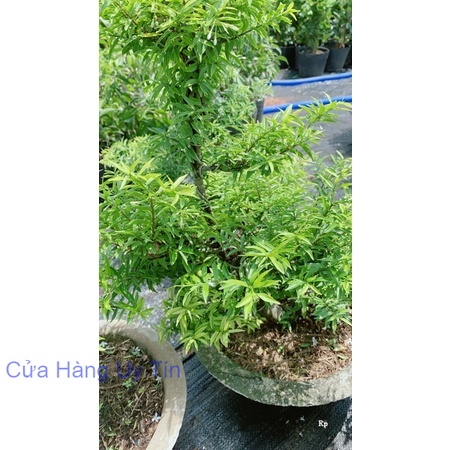 Mai Chiếu Thuỷ Bonsai Cao 70cm