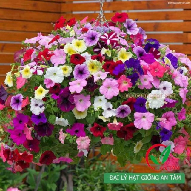 Hạt giống hoa dạ yến thảo f1
