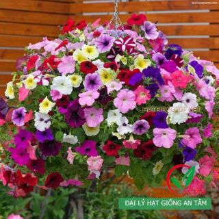 Hạt giống hoa dạ yến thảo f1