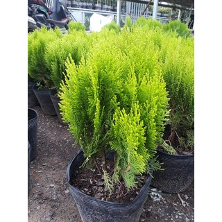 Trắc Bách Diệp (Cây thuộc bài)