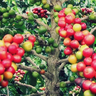 Cây Cà Phê arabica (Giống Chuẩn)