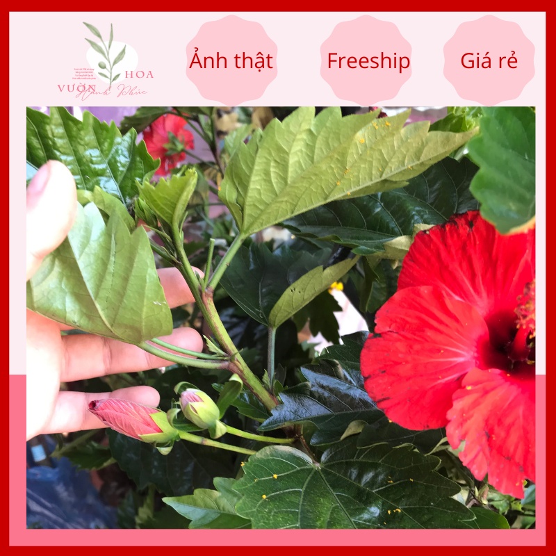 Cây hoa râm bụt cánh đơn đỏ thái lan bông cực to, hoa nở quanh năm, trang trí sân vườn, lỗi 1 đổi 1