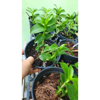 Phi điệp Hòa Bình lá mit