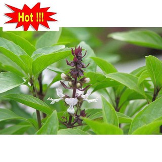 Hạt Giống Rau Húng Quế 2g