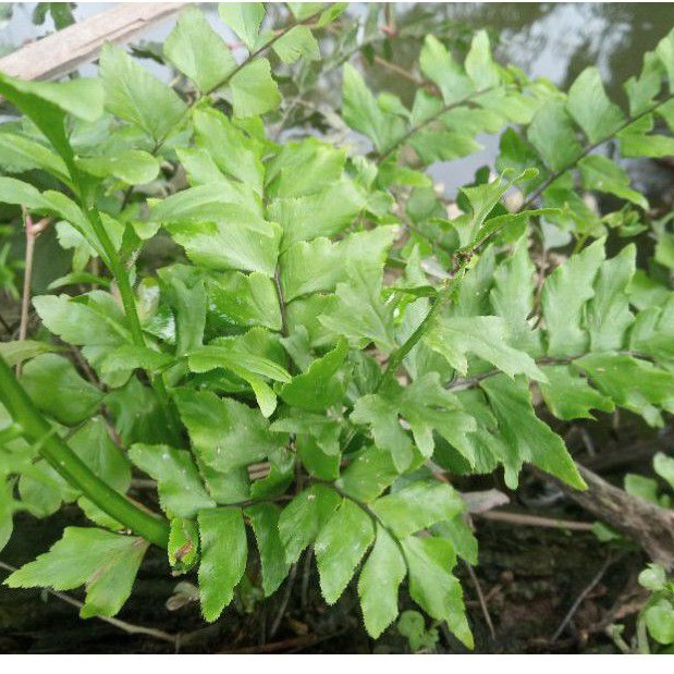 1 cây dương sỉ - cây thủy sinh 5k