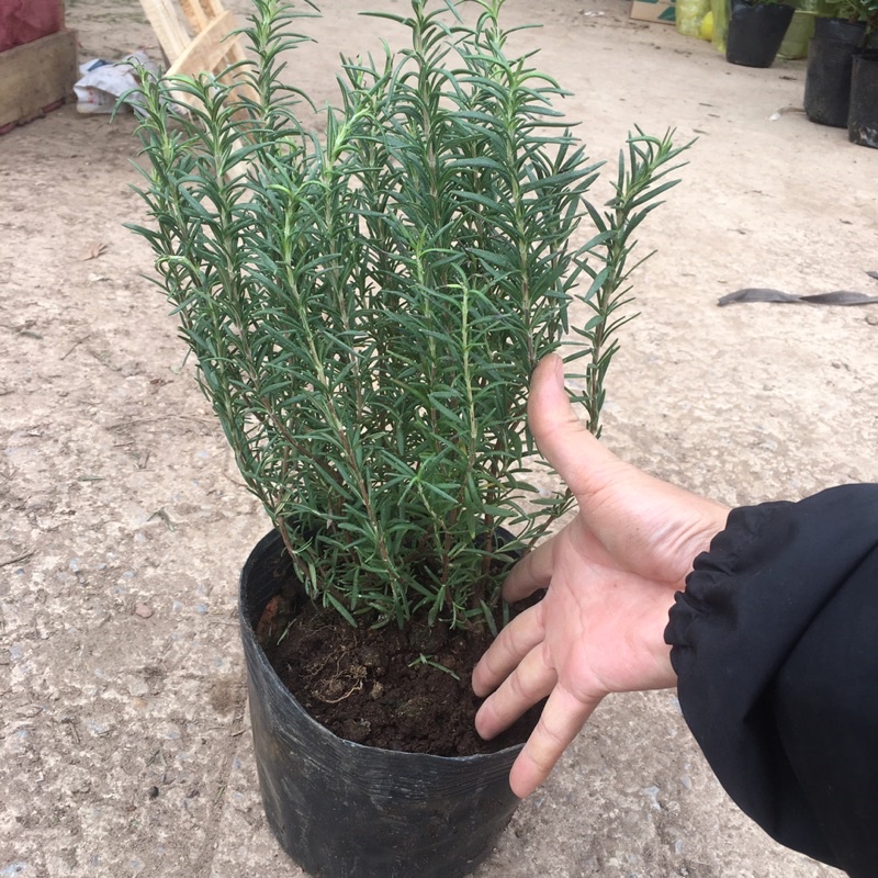 Cây Hương Thảo(Rosemary) Tán Xum,Cao,Hương Thơm Dễ Chịu,Xua Đuổi Côn Trùng (ẢNH THẬT)