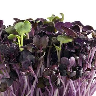 Hạt Giống Rau Mầm Cải Tím Malady 1KG
