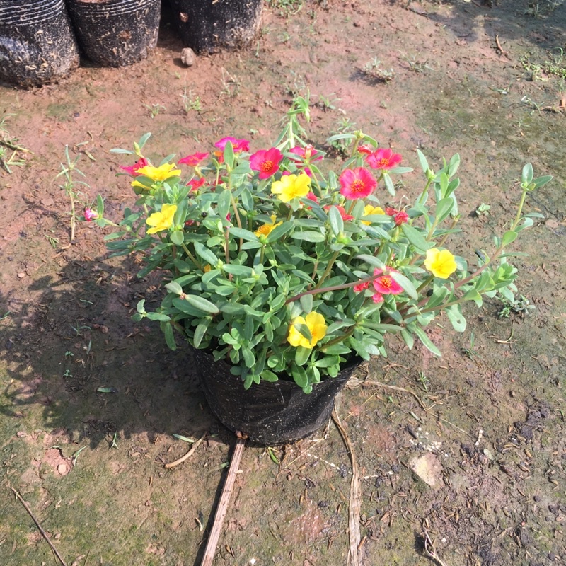 Cây Hoa Sam Mix Nhiều Màu,Cây Ưa Nắng,Dễ Chăm