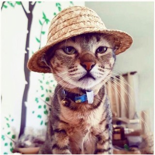 Mũ cói cho chó mèo