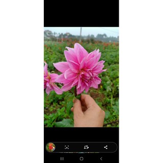 5 củ hoa thược dược 5 màu