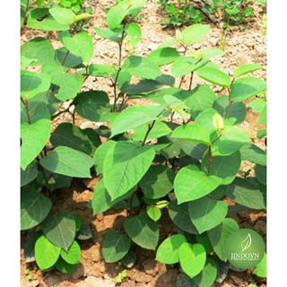 1kg Cốt khí củ - OLF284