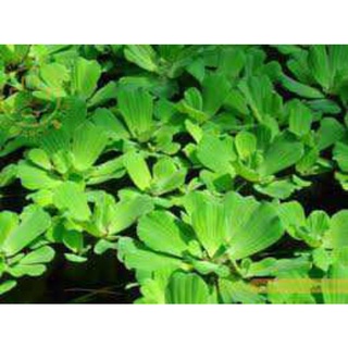 5 cây bèo tai tượng