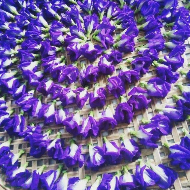 1kg Trà Hoa đậu biếc khô nguyên bông hàng đẹp