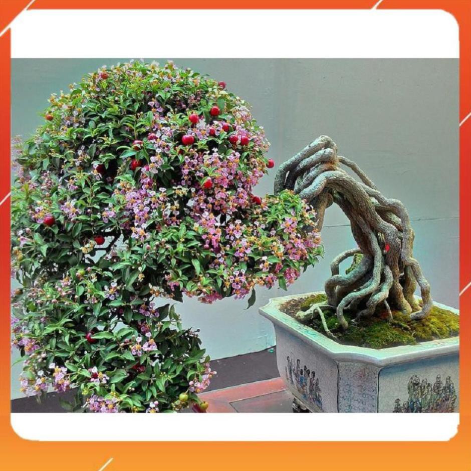 [BÁN CHẠY] CHẬU CÂY Hồng ngọc mai bonsai , CHẬU CÂY LỚN ĐẸP, GIÁ RẺ