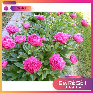 Hạt Giống Hoa Mẫu Đơn Kép Mix ( Gói 05 Hạt) LUCKY.VN