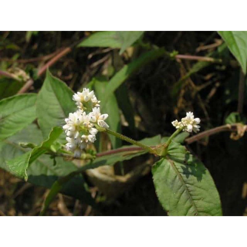 1KG Cây Thồm Lồm