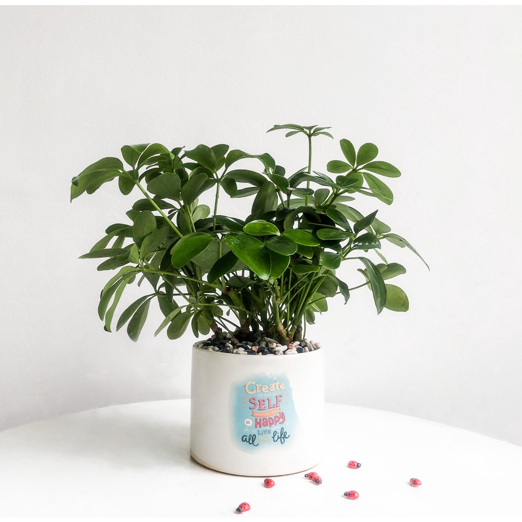 Cây Ngũ Gia Bì để bàn kèm chậu sứ tráng men