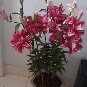Củ ly cao Hà Lan kép size 16/18 nhiều màu cho rất nhiều hoa