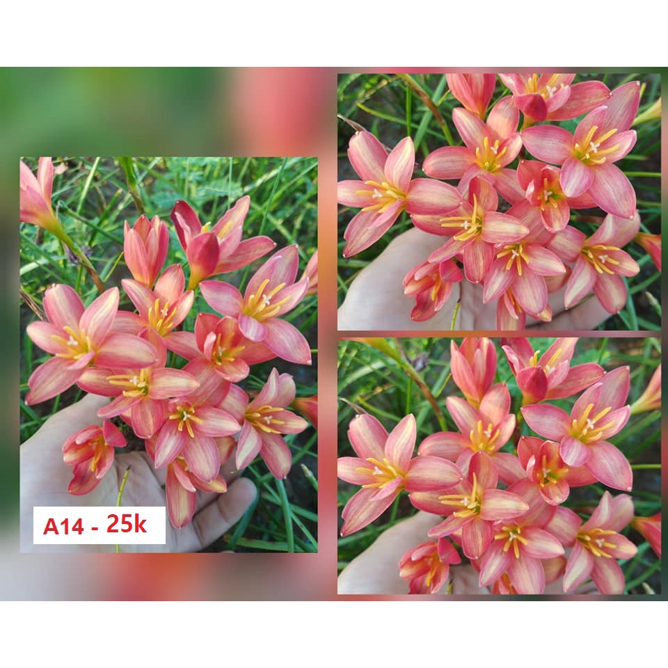 Củ hoa huệ mưa mã A14 màu xinh, thơm nhẹ, size củ mẹ, củ to_Củ hoa tóc tiên nhập ngoại