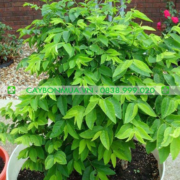 Hạt Giống Rau Ngót Việt Gói 1g - [Siêu Ngon] - Giống Vàng Chất Lượng