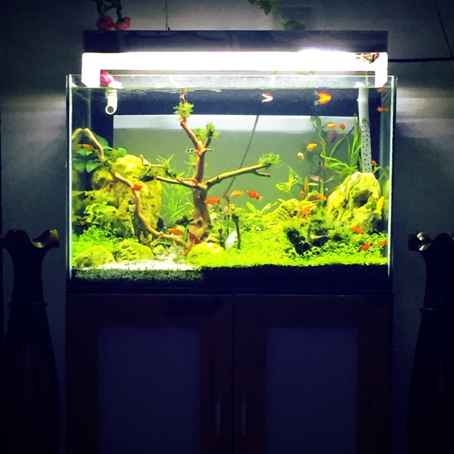 Bể thủy sinh
