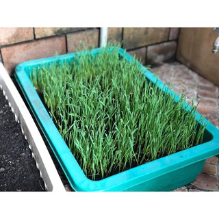 Hạt Giống Cỏ Lúa Mì Sạch túi 1kg