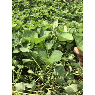 10 dây rau lang Nhật siêu ngọn i