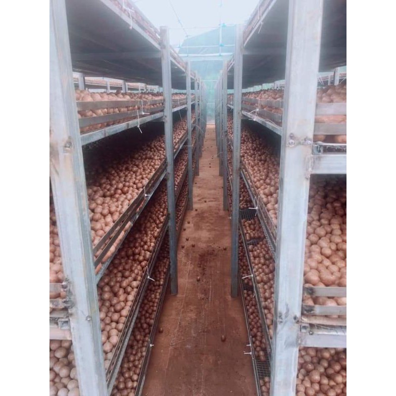Hạt macca daklak loại (20-22) 500g-có ATVSTP- đã sấy nứt ăn ngay | BigBuy360 - bigbuy360.vn