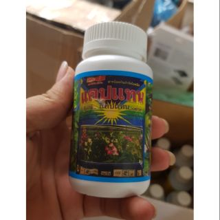 Thuốc trị thối nhũn thái lan Captan