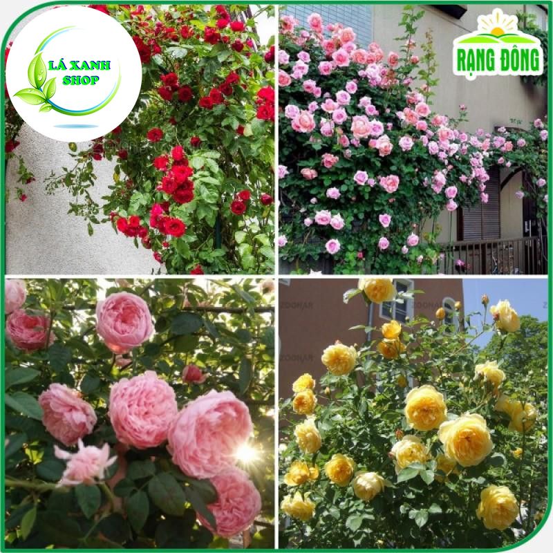 Hạt giống Hoa Hồng Leo Pháp Nhiều Màu (gói 10 hạt) - Hạt Giống Rạng Đông