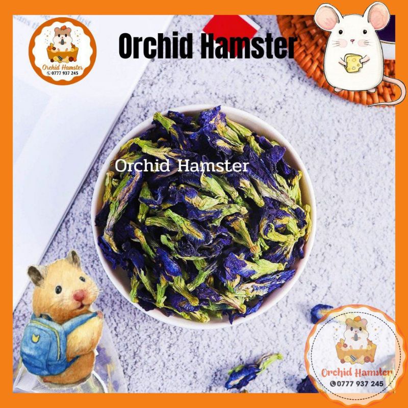 Hoa Đậu Biếc Giải Nhiệt Cho Hamster