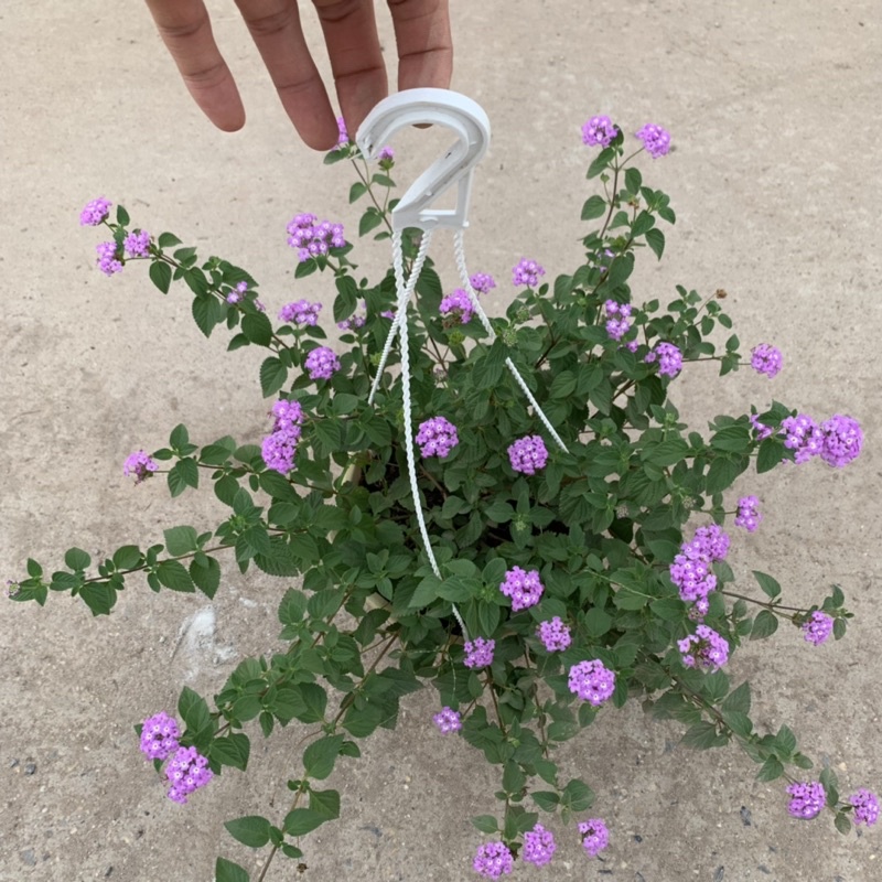 Chậu hoa ngũ sắc tím rủ treo bán kính 25-30cm, chậu hoa treo ban công, sân vườn nở rực rỡ đẹp mắt