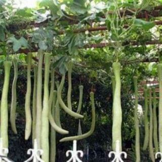 HẠT GIỐNG BẦU SIÊU DÀI 2M