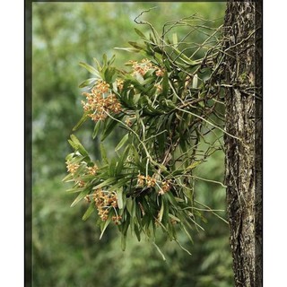 Lan rừng vanda hương chanh