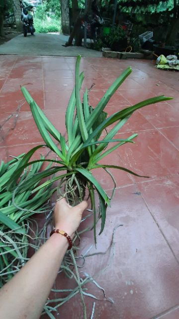 Hoa phong lan Sóc thái trắng