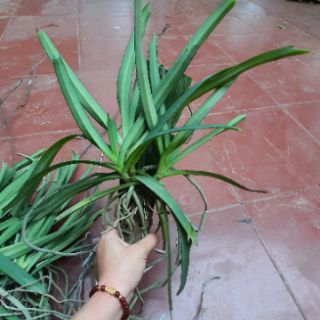 Hoa phong lan Sóc thái trắng