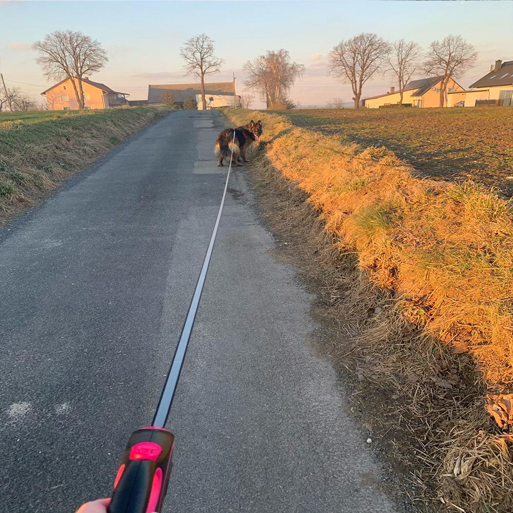 Dây dắt thú cưng bằng nylon bền chắc có thể thu vào tự động xoay 360° chống xoắn dài 3m/ 5m/ 8m nhiều màu tùy chọn