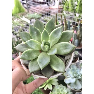 SEN ĐÁ SIZE TRUNG 8-10CM THUẦN KHÍ HẬU, XUẤT XỨ ĐÀ LẠT, FORM TRÒN ĐẸP