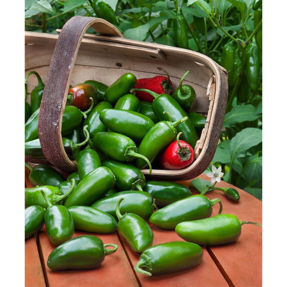 Hạt ớt Tiêu Jalapeno hà lan ớt ngọt 30 hạt