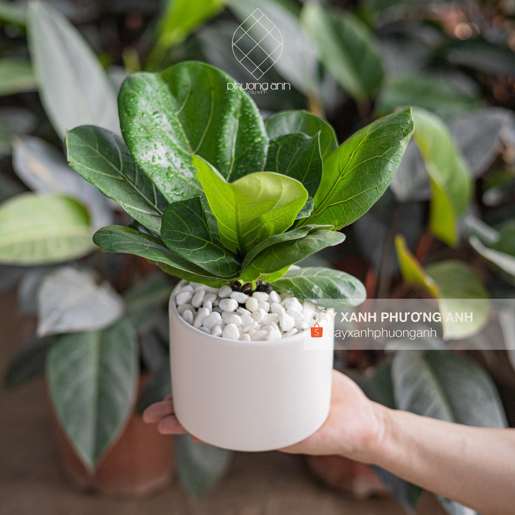 Cây bàng Sing mini để bàn trong nhà kèm chậu sứ cao 30cm - Cây xanh Phương Anh