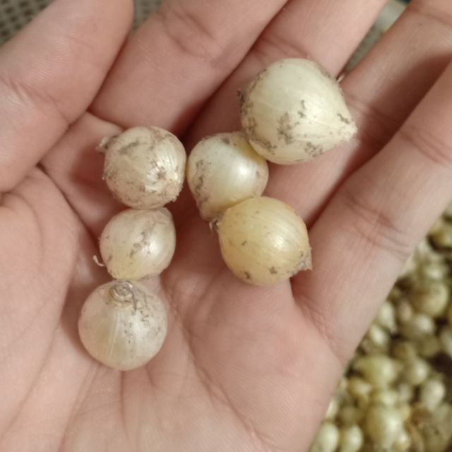 NÉN (HÀNH TĂM) COMBO 10KG/450K