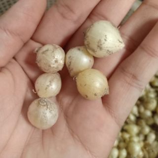 NÉN (HÀNH TĂM) COMBO 10KG/450K