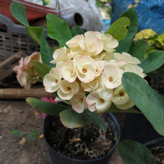 Cây xương rồng bát tiên